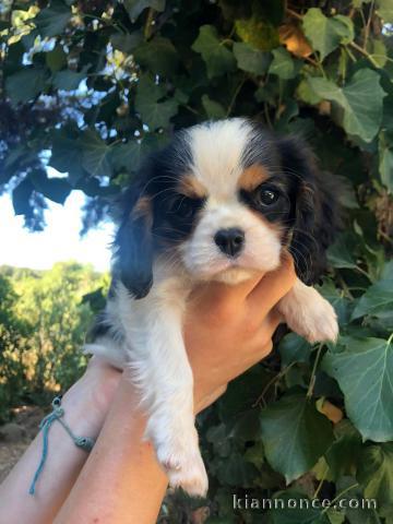 Chiots Cavalier King Charles Offre