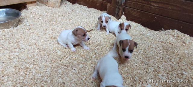 Chiot Jack Russell Terrier