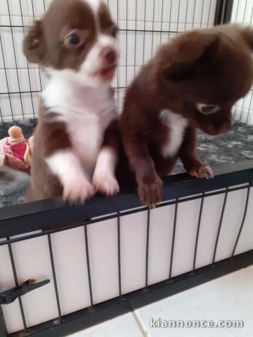 Chiots Chihuahua a Donner