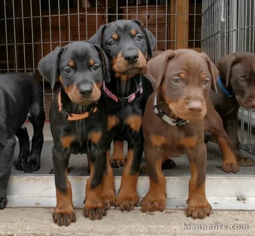 Chiots Dobermann Adoption