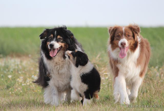 Chiots Berger Australien Adoption