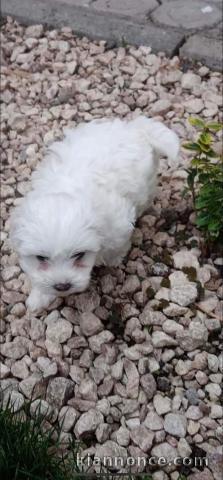 chiots Bichon maltais à donner pour adoption