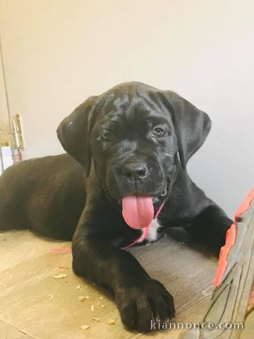 Chiots Cane Corso Adoption