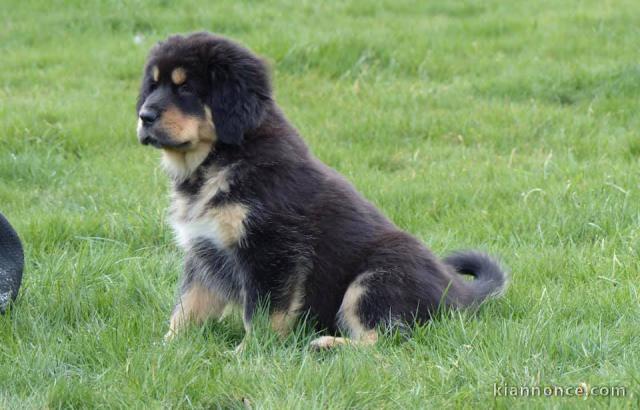 Chiots Dogue du Tibet 