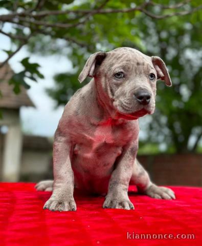 American Pit Bull Terrier chiots