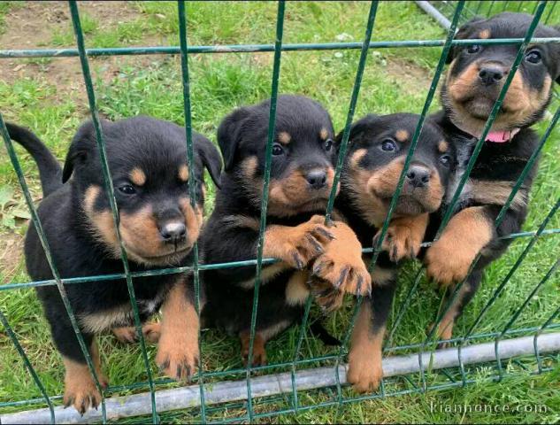 des chiots Rottweiller disponibles à l\