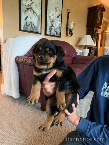 des chiots Rottweiller disponibles à l\