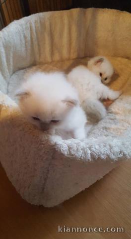 Adorables chatons Ragdoll a donner dés maintenant,2 femelles et 2