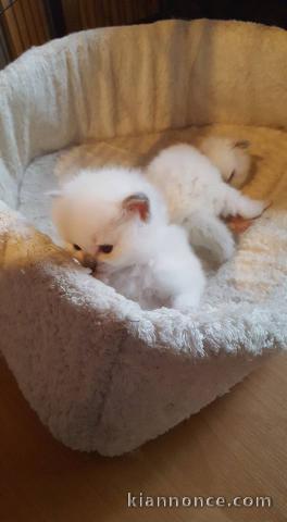 Adorables chatons Ragdoll a donner dés maintenant,2 femelles et 2