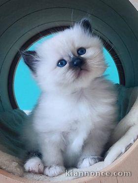 Adorables chatons Ragdoll a donner dés maintenant,2 femelles et 2