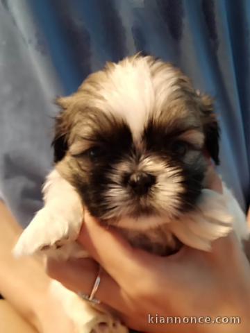 Shih Tzu chiots à vendre