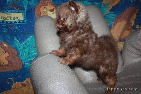 A donner Chiot type Chow Chow femelle