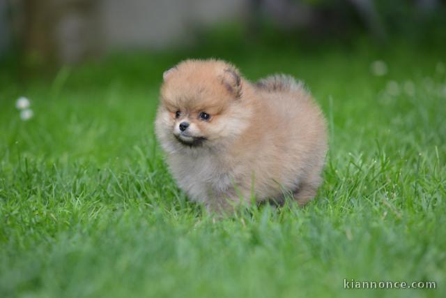 poméranien BEAUX chiots