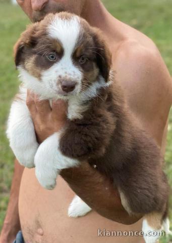 Chiots berger australien 