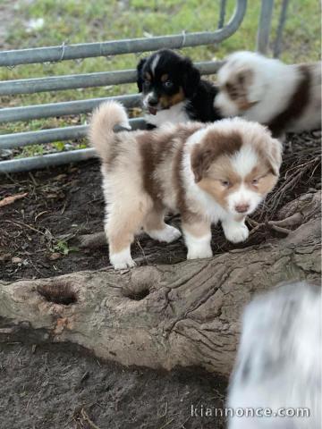 Chiots berger australien 