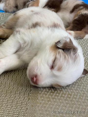 Chiots Berger Australien 