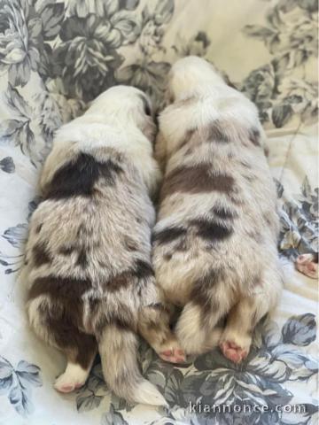 Chiots Berger Australien 