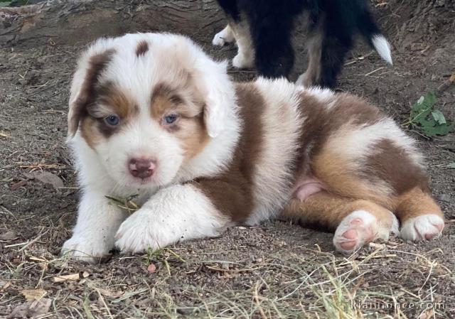 Chiots Berger Australien 