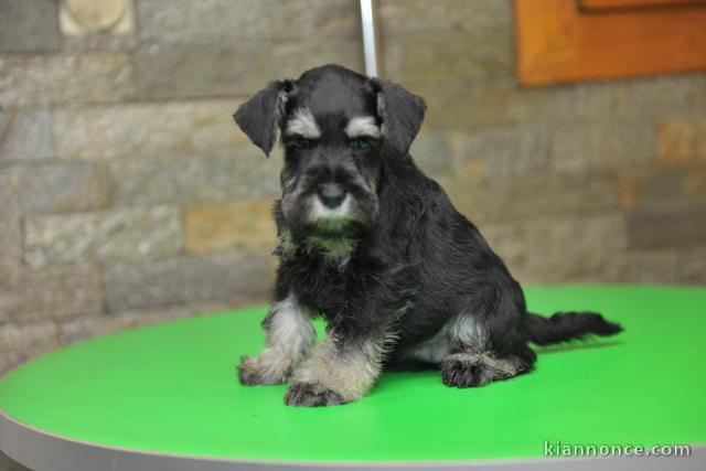 Schnauzer nain BEAUX chiots