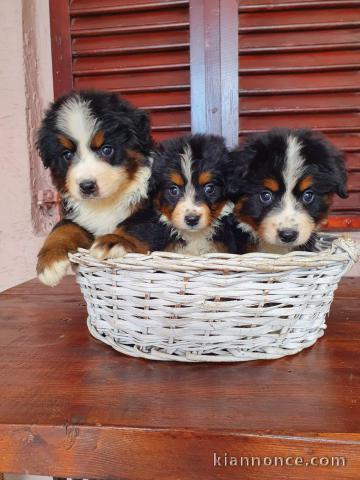 Montagne Bernoise chiots