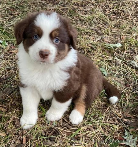 Chiots Berger Australien 