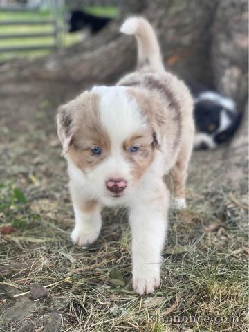 Chiots Berger Australien 