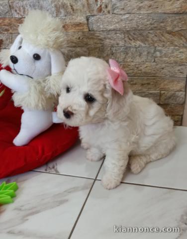 Bichon Frisé beaux chiots