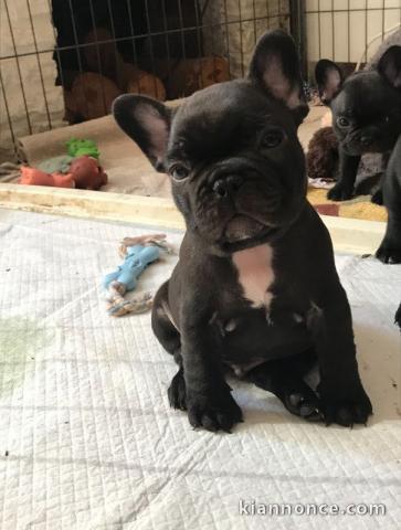 Chiots bouledogues français