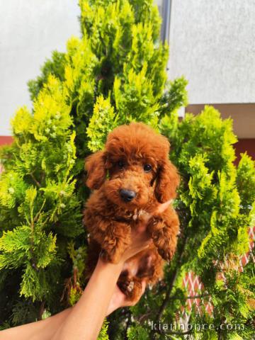 Caniche nain MEILLEURS chiots