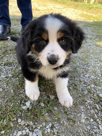 chiots Berger Australien disponibles