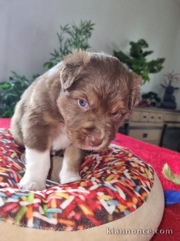 chiots Berger Australien disponibles