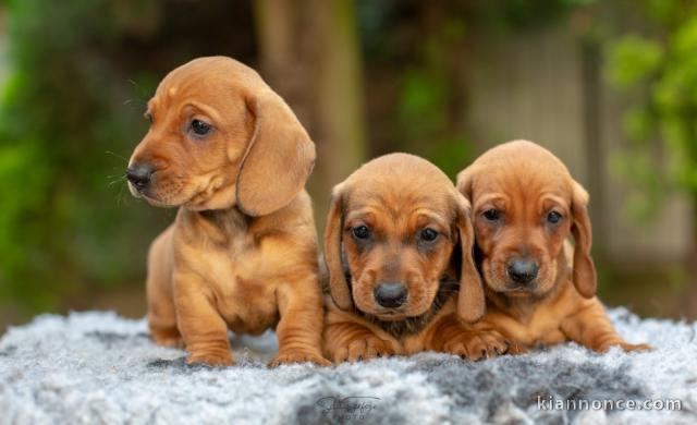 Teckel chiots à vendre