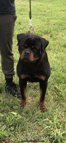 Garçon Rottweiler à vendre