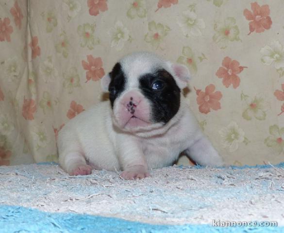 Je donnes chiot bouledogue français femelle