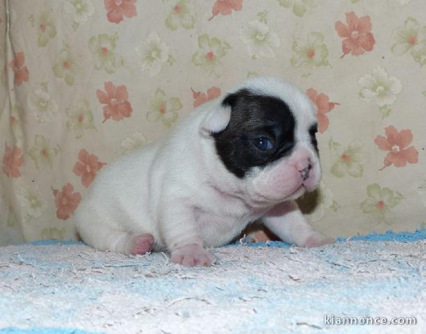 Je donnes chiot bouledogue français femelle