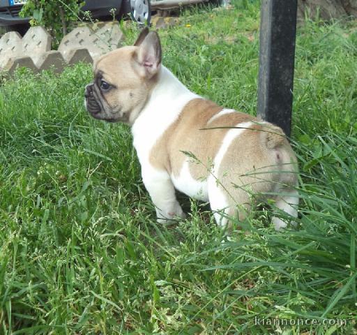 Je donnes chiot bouledogue français femelle