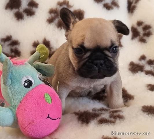 Chiot bouledogue français femelle