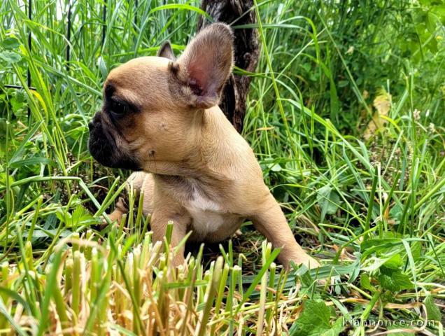 Chiot bouledogue français femelle