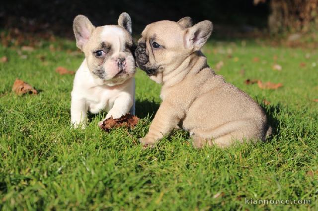 Chiot bouledogue français femelle