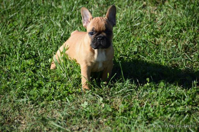 Chiot bouledogue français femelle