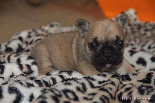 Chiot bouledogue français femelle