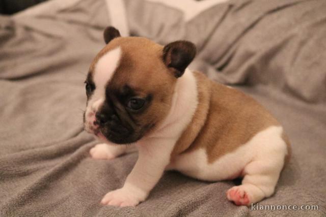 Chiot bouledogue français femelle