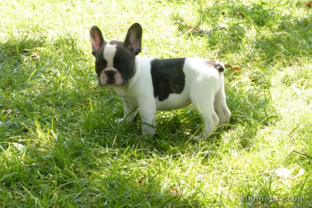 Chiot bouledogue français femelle