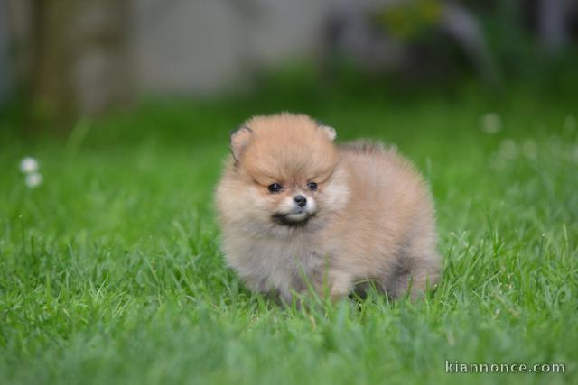 Spitz de Poméranie beaux chiots