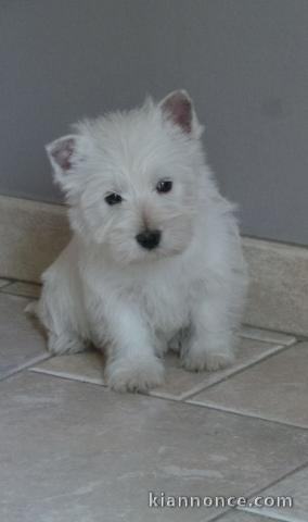 chiot Westie lof a donner