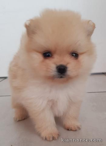 chiot Spitz allemand a donner