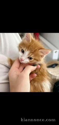 Magnifique chaton sacré de Birmanie  adoption 