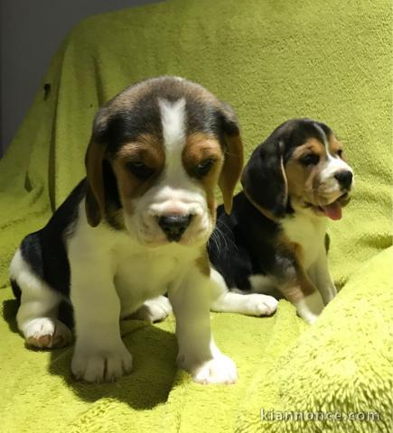 Adorables chiots Beagle