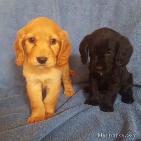 Adorables chiots Cocker Spaniel