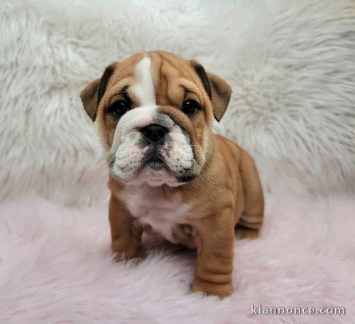 Adorables chiots bouledogues anglais